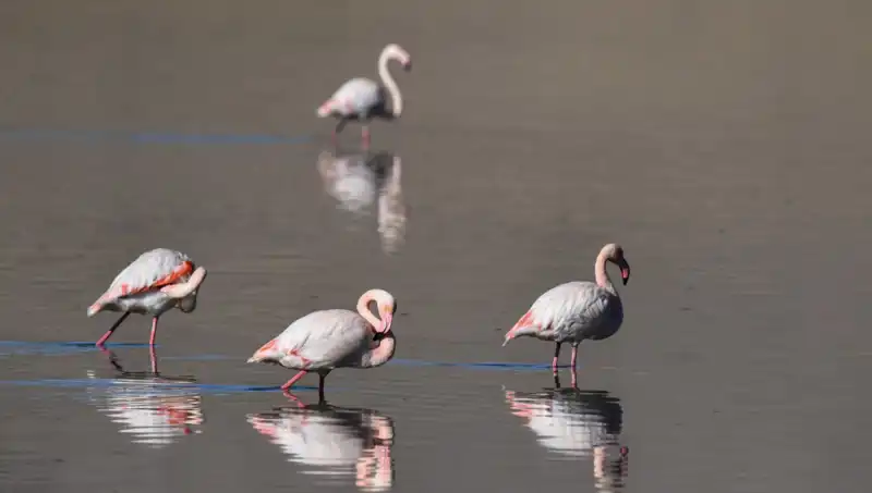 Kuş Cennetinde Kuraklık Alarmı: Flamingo Sayısı Düşüşte
