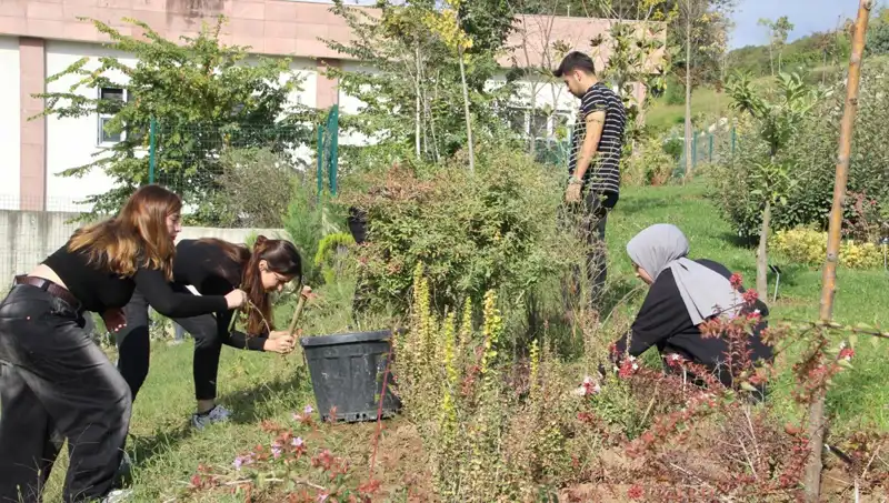 Düzce’nin Altın Çilekleri: Kökleri Yüzyıllara Dayanan Bir Başarı Hikayesi