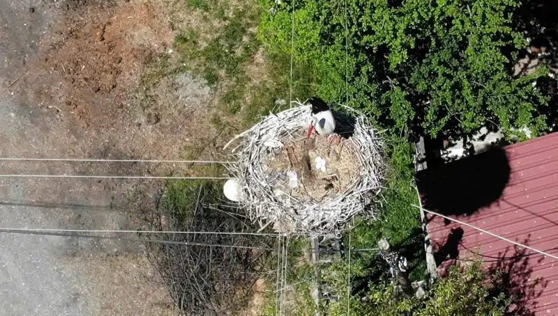Baharın Müjdecisi: 22 Yıldır Aynı Yuvada Yaşayan Sığırcık Kuşları Geri Döndü