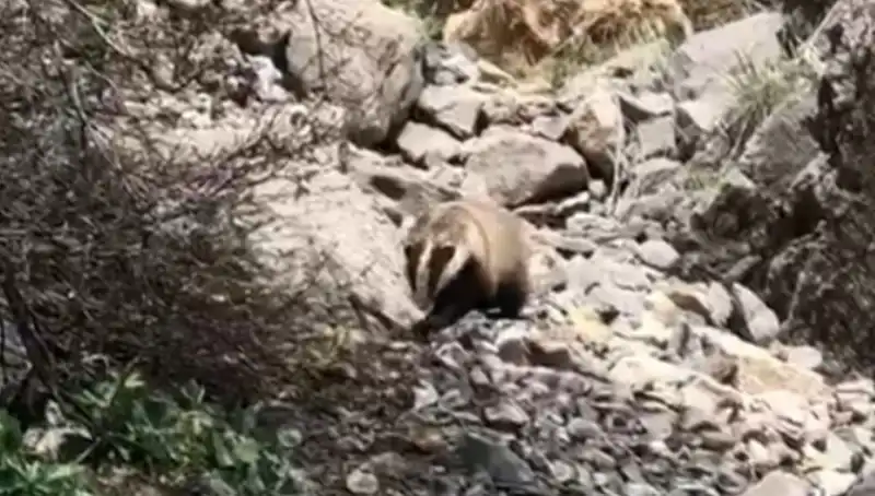 Batı'nın Koruyucusu: Batman'da Nesli Tükenmekte Olan Yaban Hayvanı Görüntülendi