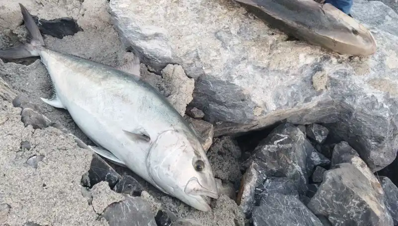 Balıkçının Şansı! Oltayla Yakaladığı 65 Kiloluk Balık 18 Bin TL’ye Gitti