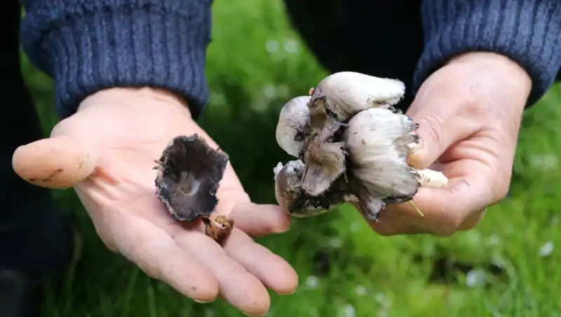 Türkiye’deki Yaban Mantarları: Bilinçsiz Tüketim Tehlikesiyle Karşı Karşıya