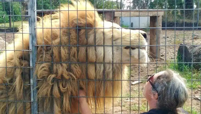 Avustralya’da Aslan Saldırısı: Kafes İçinden Kadının Kolunu Kaparak Gözaltına Aldı!