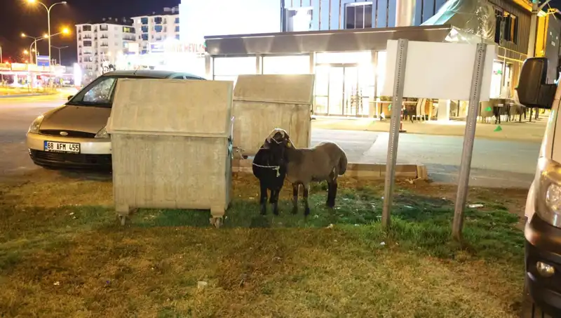Mor Karaman Irkı Koyunlar Yolda Bırakıldı: Hayvanların Kaderi Ne Olacak?
