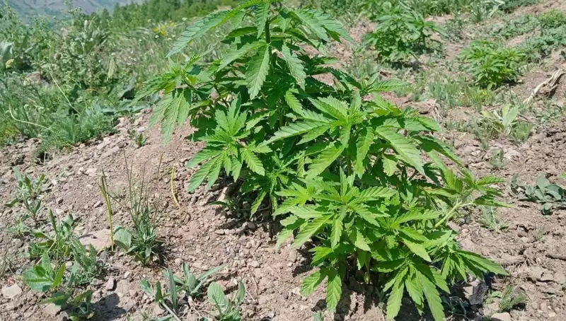 Bingöl'de Kenevir ve Kaçak Tütün Operasyonunda Yakalananlar Şaşırttı
