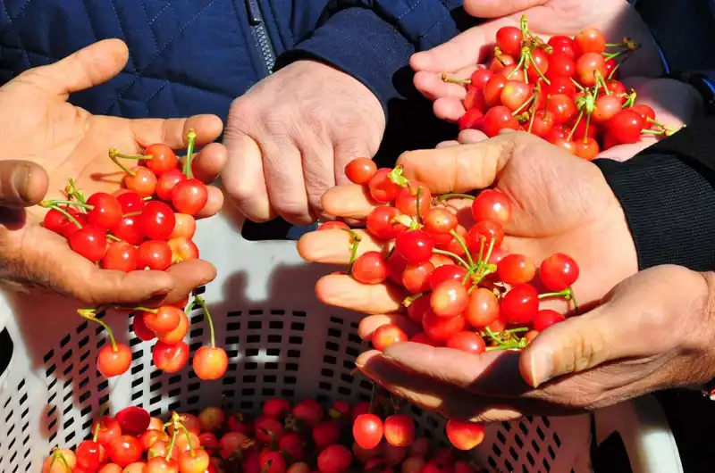 İstanbul'da Tarım Devrimi: İlk Hasat 3.500 TL ile Alıcı Buldu!