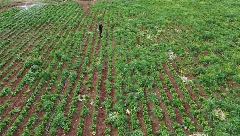 Kuraklık Marul Hasadını Vurdu: Üreticiler Zor Durumda