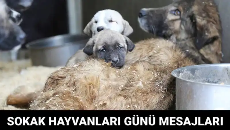 Her Yıl Kutlanan Dünya Sokak Hayvanları Günü: Neden Önemli?