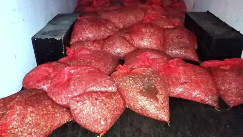Samsun’da 1,5 Ton Kaçak Midye Operasyonu: Sağlık Tehlikesine Sıfır Tolerans
