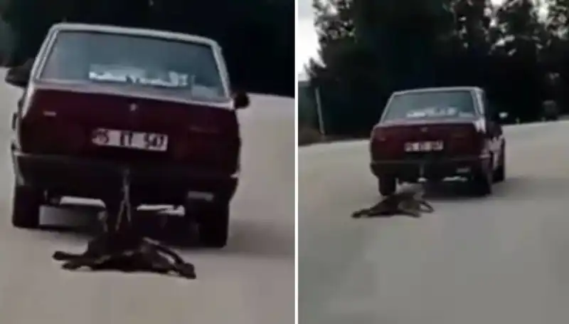 Feci Kaza: Otomobilin Arkasına Bağlanan Köpek Sürüklenerek Ölümden Döndü