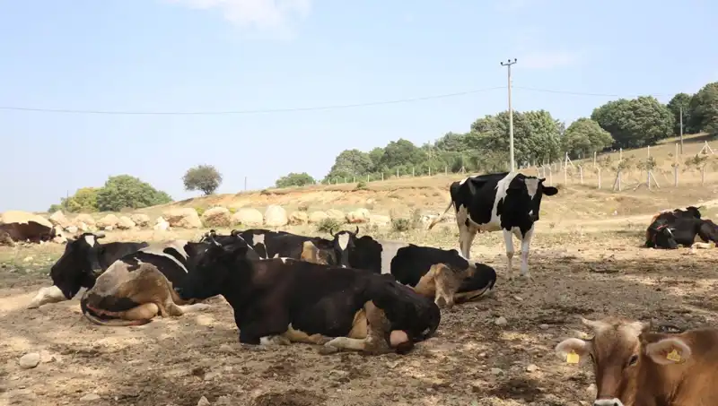 Şap Hastalığına Karşı 22 Köyde Acil Giriş Çıkış Kısıtlaması Getirildi