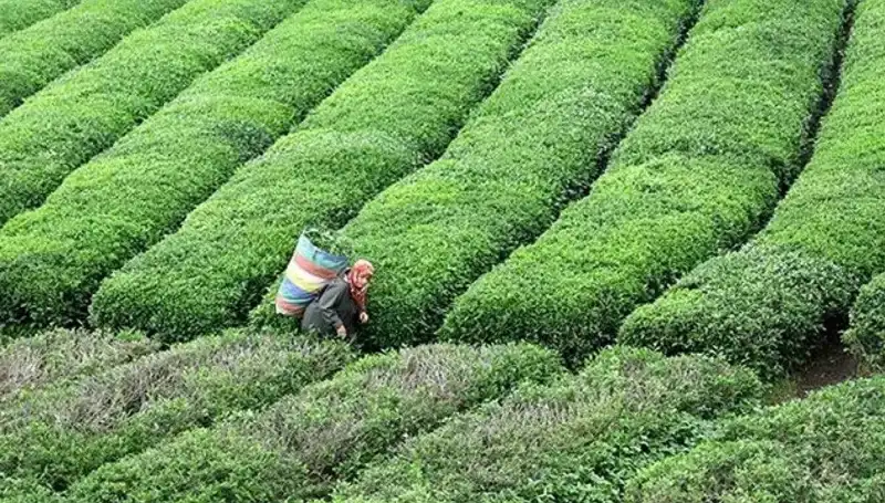 Bayramda ÇAYKUR’dan Sürekli Yaş Çay Alımı Duyurusu