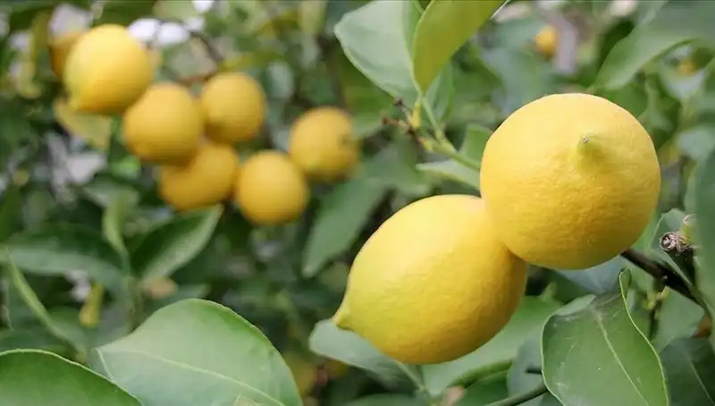 Limonun Fiyatı Rekor Kırıyor: Adedi 24 Lira Oldu!