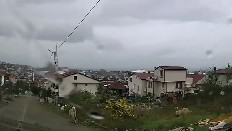 İstanbul’da Sahipsiz Köpeklerin Saldırısında 5 Yaşındaki Çocuk Ağır Yaralandı
