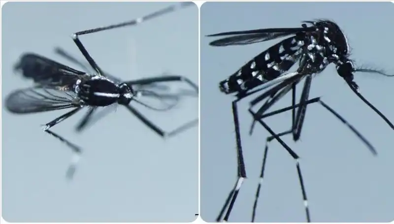 Chikungunya Virüsü Nedir? Belirtileri ve Riskli Ülkeler Hakkında Her Şey