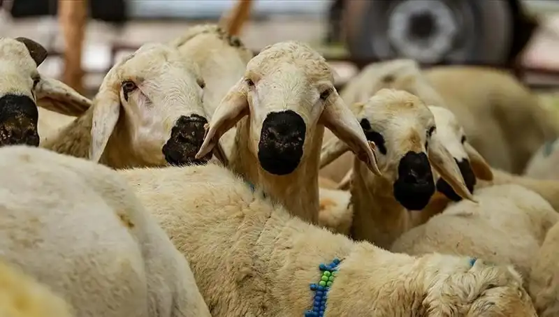 Kurban Bayramı 2023'te Ne Zaman? Bayram Tatili 9 Gün Olacak mı?