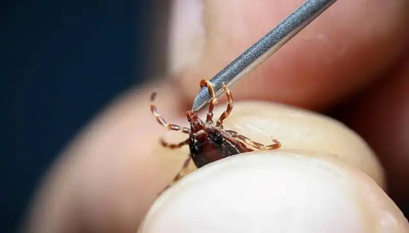 Yaz Aylarında Kene Tehlikesine Dikkat! Sağlık Bakanlığı'ndan Önemli Uyarılar
