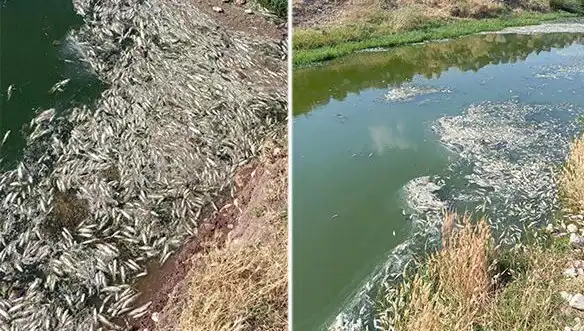Karasu Çayı’ndaki Balık Ölümleri: Sebepler ve Çözüm Önerileri