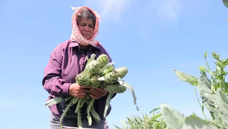Tarladan Sofralara: 50 TL’lik Mucize Meyve Nereden Geliyor?