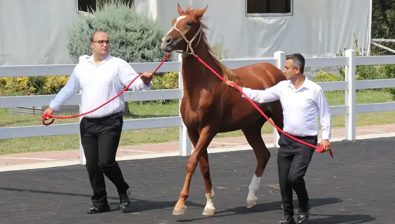 Taşkın Kral Rekorunu Egale Etti: İstanbul'da Yeni Bir Dönem Başladı
