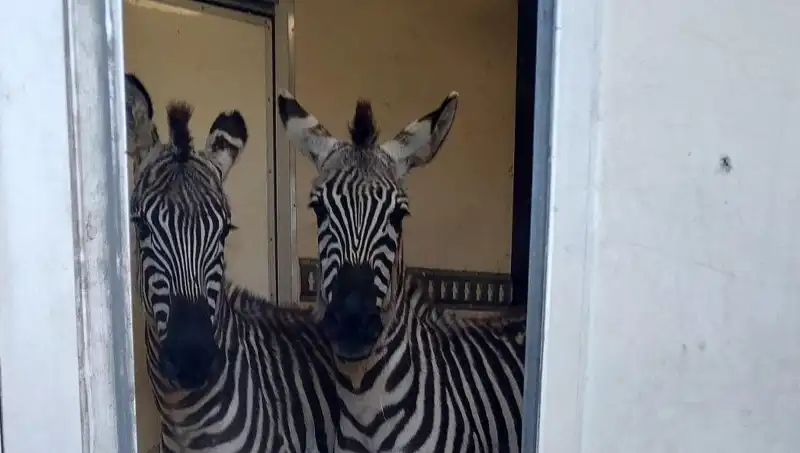 Sınırda Durdurulan Minibüsteki Hayvanlar Şok Etti: 2 Zebra, 6 Maymun ve Daha Fazlası