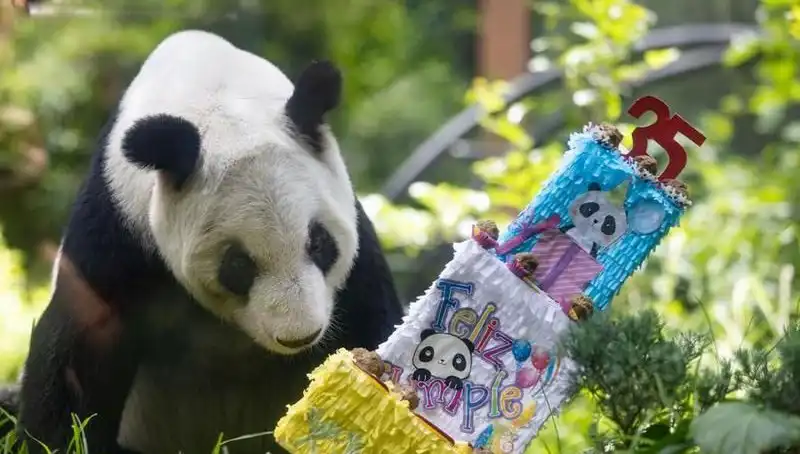 Dev Panda Xin Xin, 35 Yaşında Efsaneleşti: Yaşamı ve Anıları