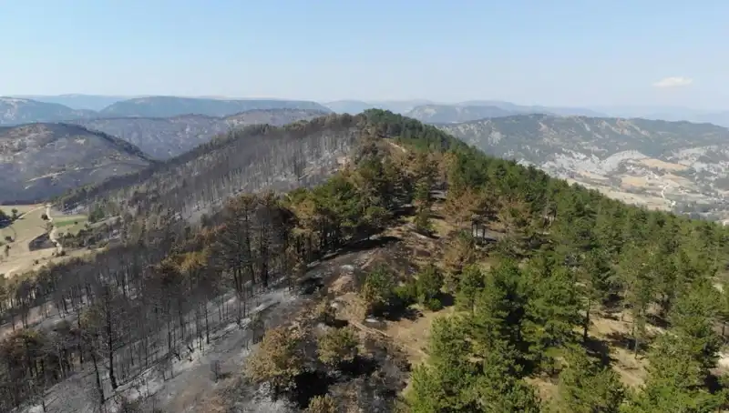 Bolu'da 5 Milyondan Fazla Fidan Toprakla Buluşuyor: Doğa Dostu Proje
