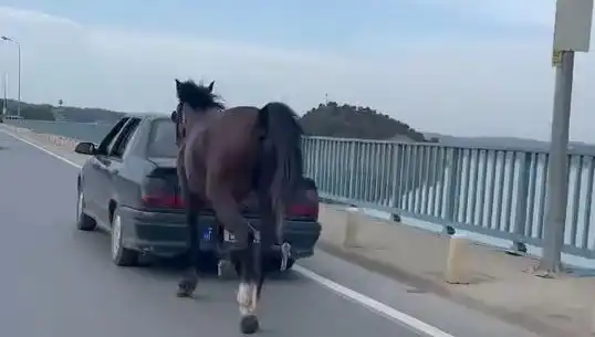 Adana'da Eziyet Edenlere Göz Açtırılmadı: Atlar Koruma Altında