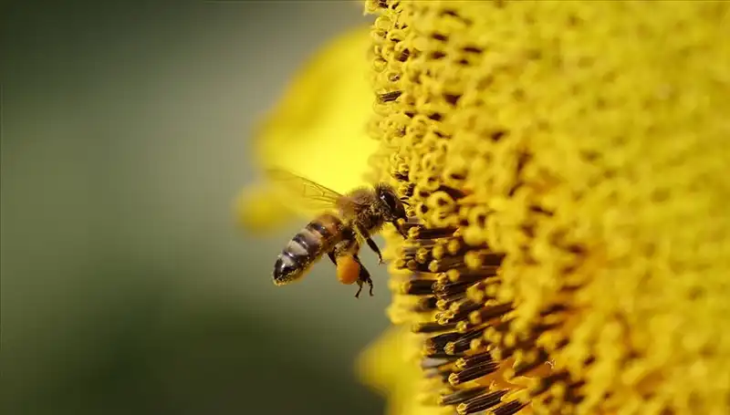 Kır Çiçeklerinde Zehir Birikimi: Arı Ölümlerinin Gizeminin Perdesi Aralandı