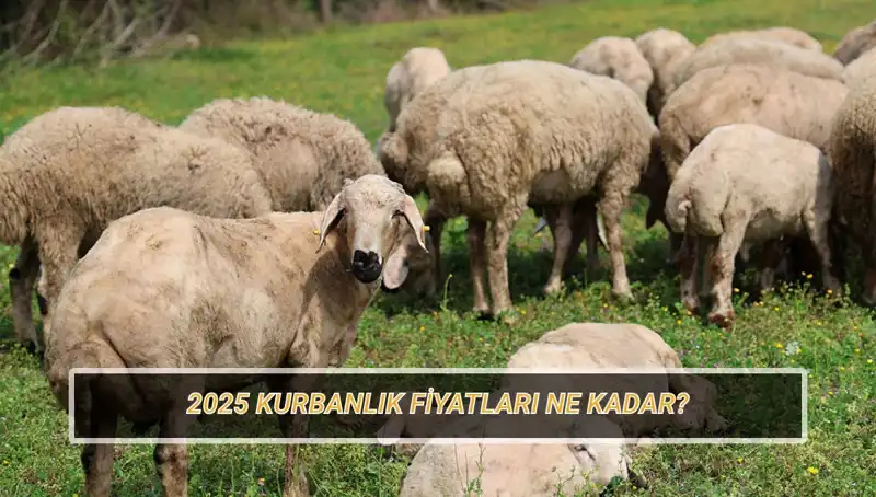2025 Kurban Fiyatları Açıklandı: Büyükbaş ve Küçükbaş Kurbanlarda Son Durum