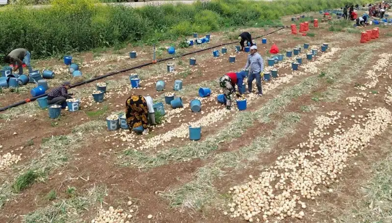 Soğan Hasadı Başladı: Fiyatlar Düşerken Tüketiciler Ne Bekliyor?