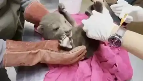 Karabük'te Nadir Bir Olay: Yavru Bozayı Bulundu!