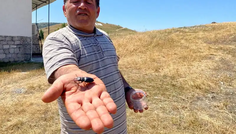 Sivas’ta Görülen Böceği Öldürmek İsteyene 557 Bin TL Ceza!