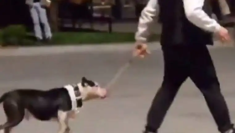 Ağızlıksız Pitbull Sahibi Para Cezasıyla Karşılaştı: Neler Oldu?