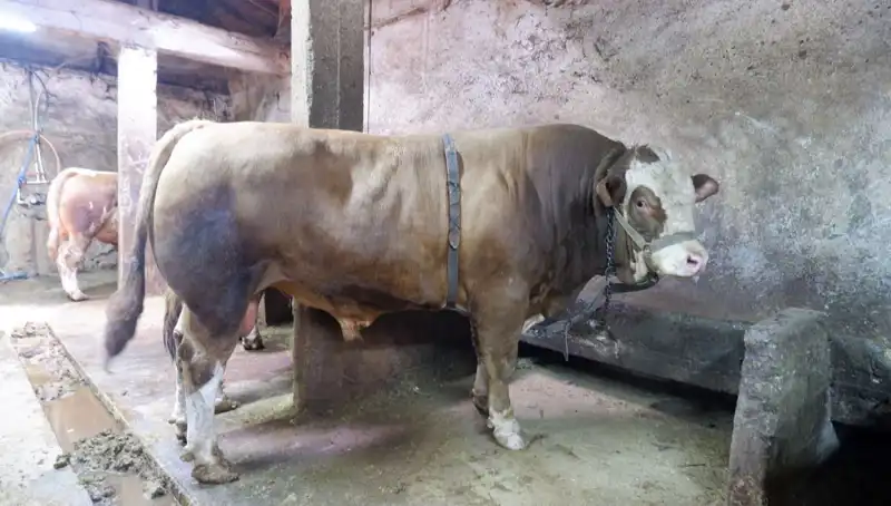 1 Ton 200 Kilo Ürün Satışı: Fiyatı Büyüledi, Alıcı Tatmin Oldu!