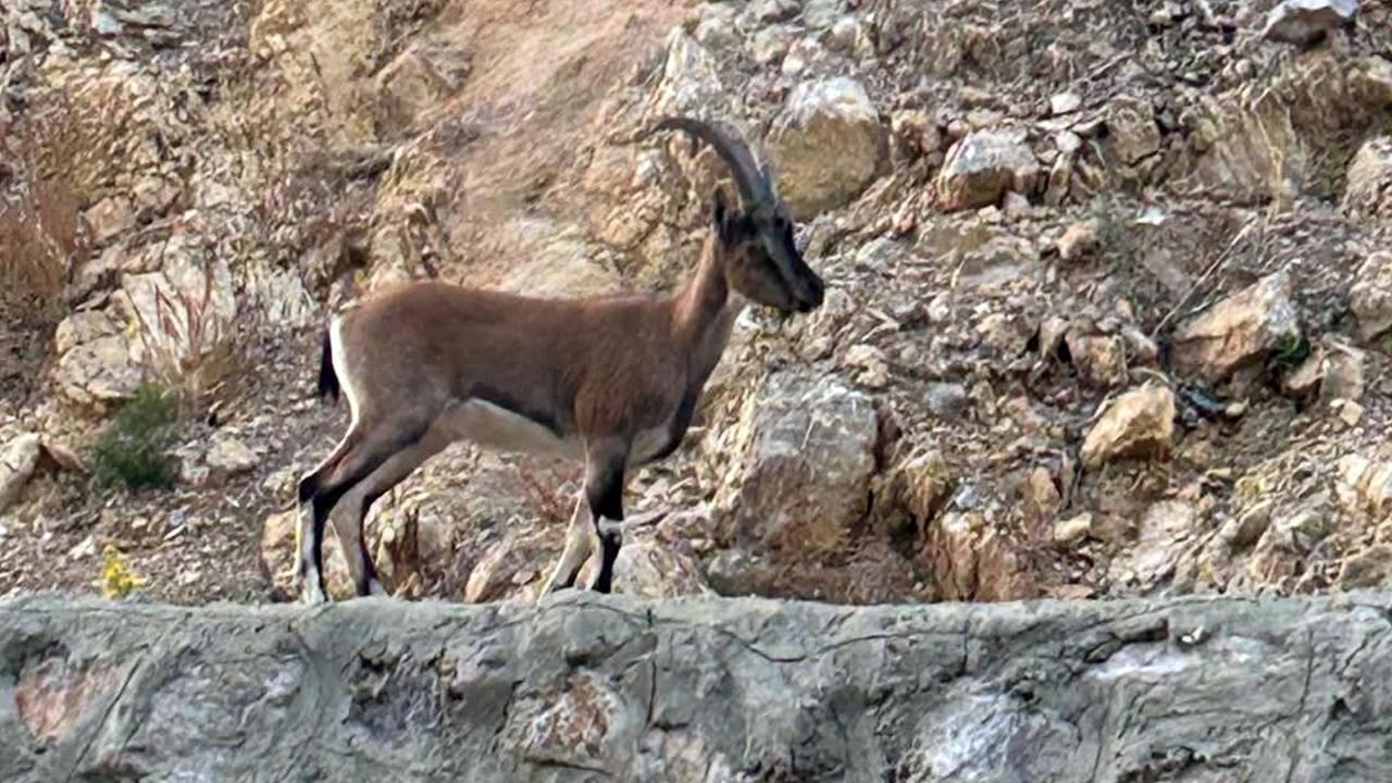 Yaban keçisini avlayana 661 bin lira ceza!