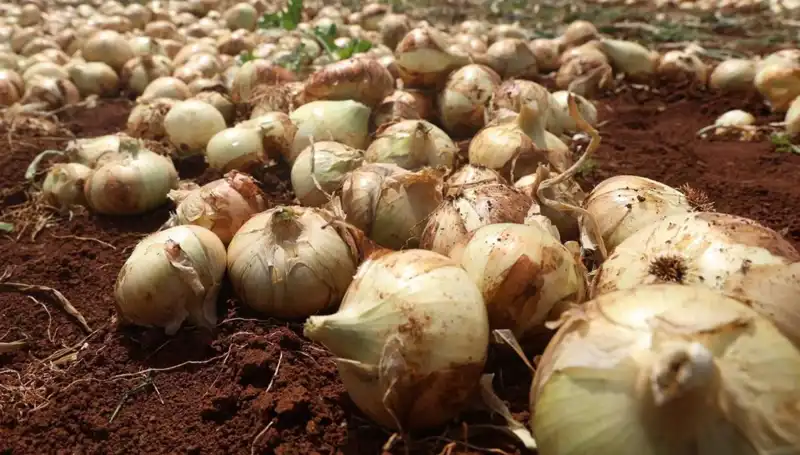 Hatay'da Soğan Hasadı Tüm Hızıyla Başladı: Çiftçiler Gülümsemeye Devam Ediyor!